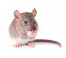 House-Mice Argentine Ants