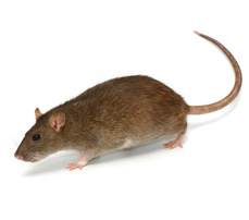 Norway-Rats