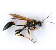 Open-Pipe-Mud-Daubers Argentine Ants