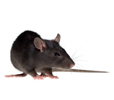 Roof-Rats