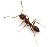 argentine-ants Argentine Ants