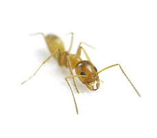 crazy-ants
