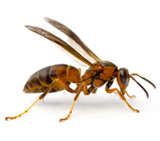 paper_wasp_a-z Argentine Ants